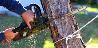 Best Tree Maintenance Programs  in Lovelock, NV