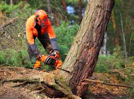 Best Tree Mulching Services  in Lovelock, NV